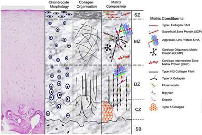 Cartilage Tissue Engineering Using Stem Cells and Bioprinting Technology—Barriers to Clinical Translation